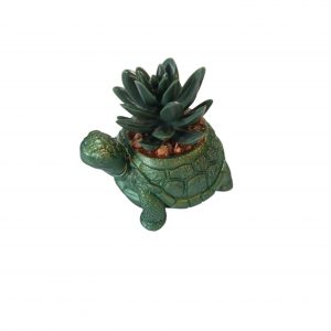 Objet de Décoration - Tortue Plante